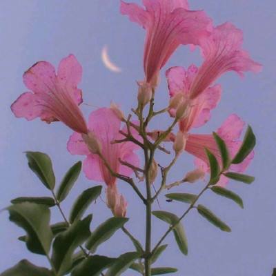 微盟携手红太阳深耕农产品数智化，持续助力“数字红太阳”战略落地